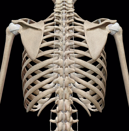 skeletal-system-thoracic-cage-back